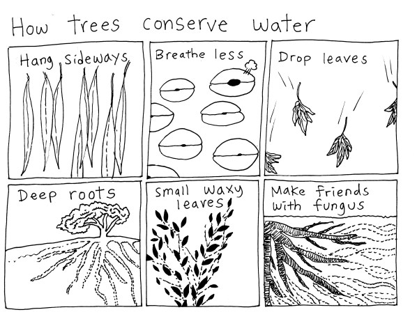 trees water