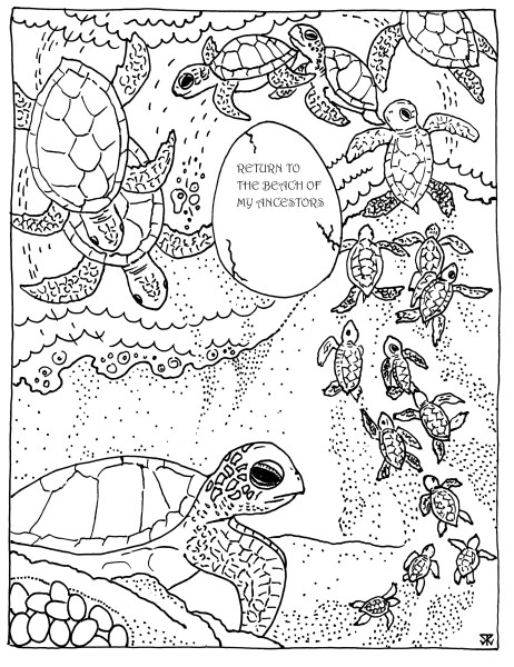 turtlelifecycle ENGLISH