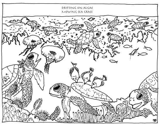 turutleecologyENGLISHsm