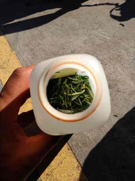 mint rosemary potion