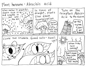 abscisic acid