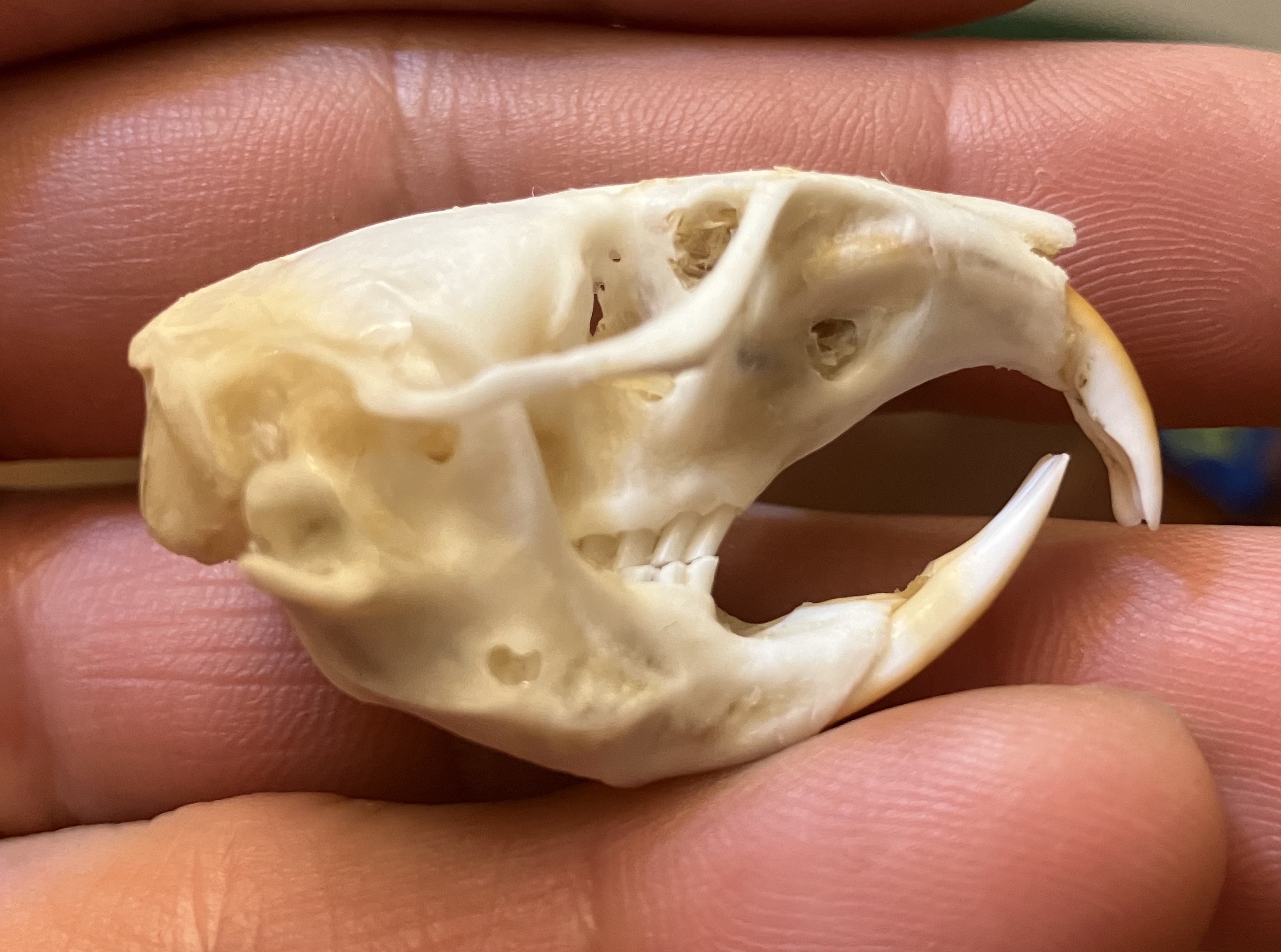 gopher skull