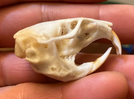 gopher skull