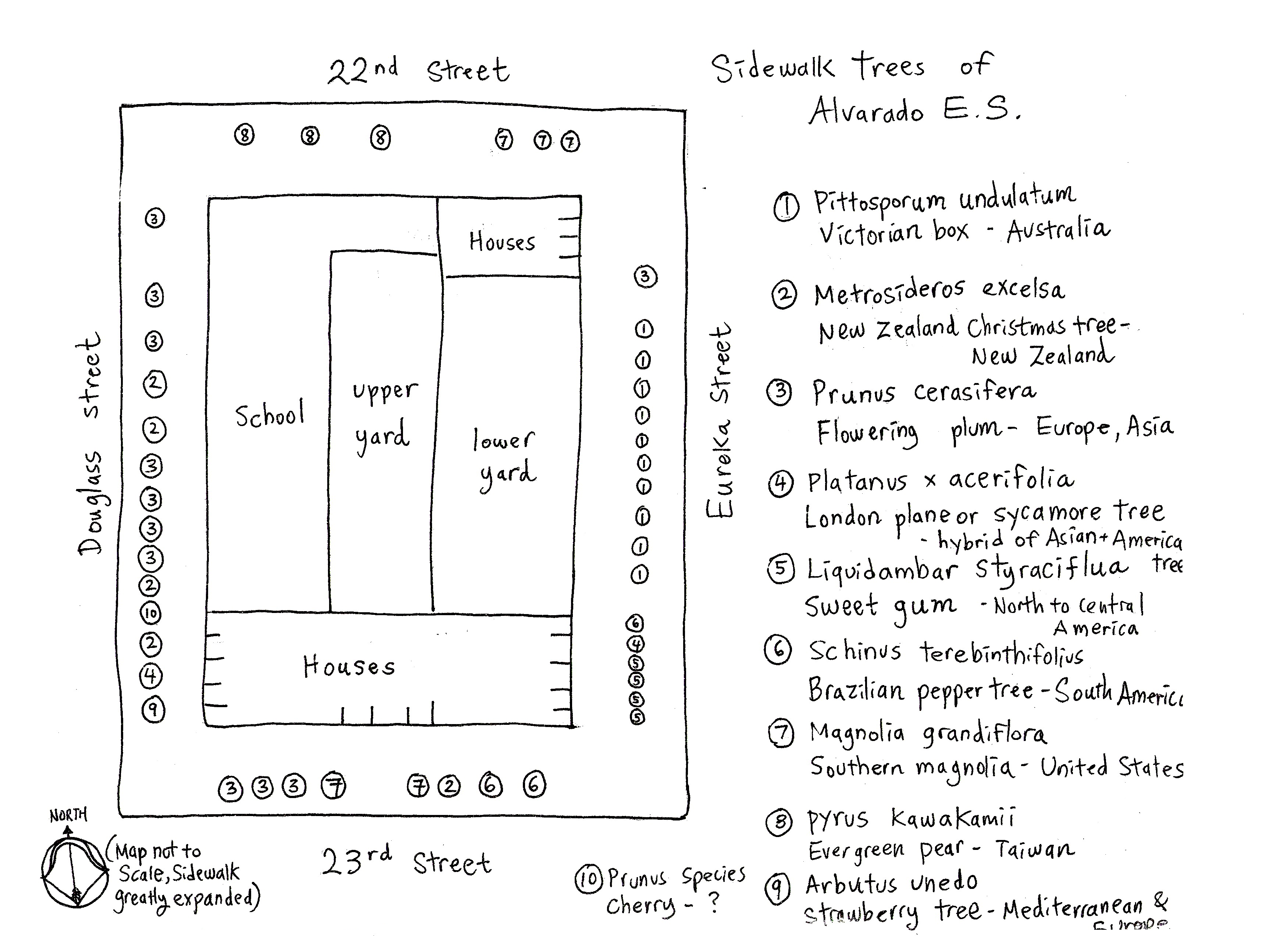 alvarado trees1.jpeg