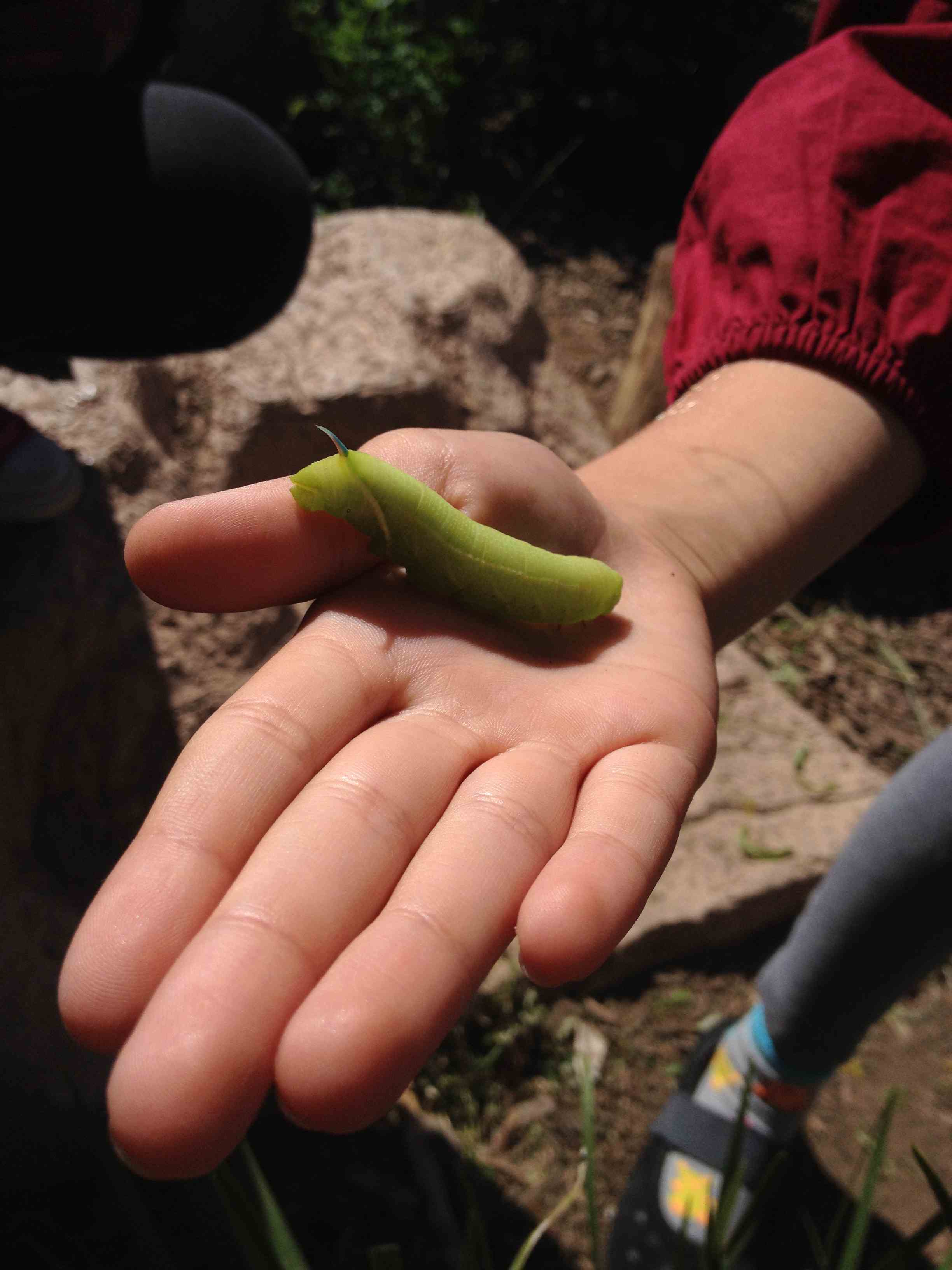 sphinx moth larva.jpg