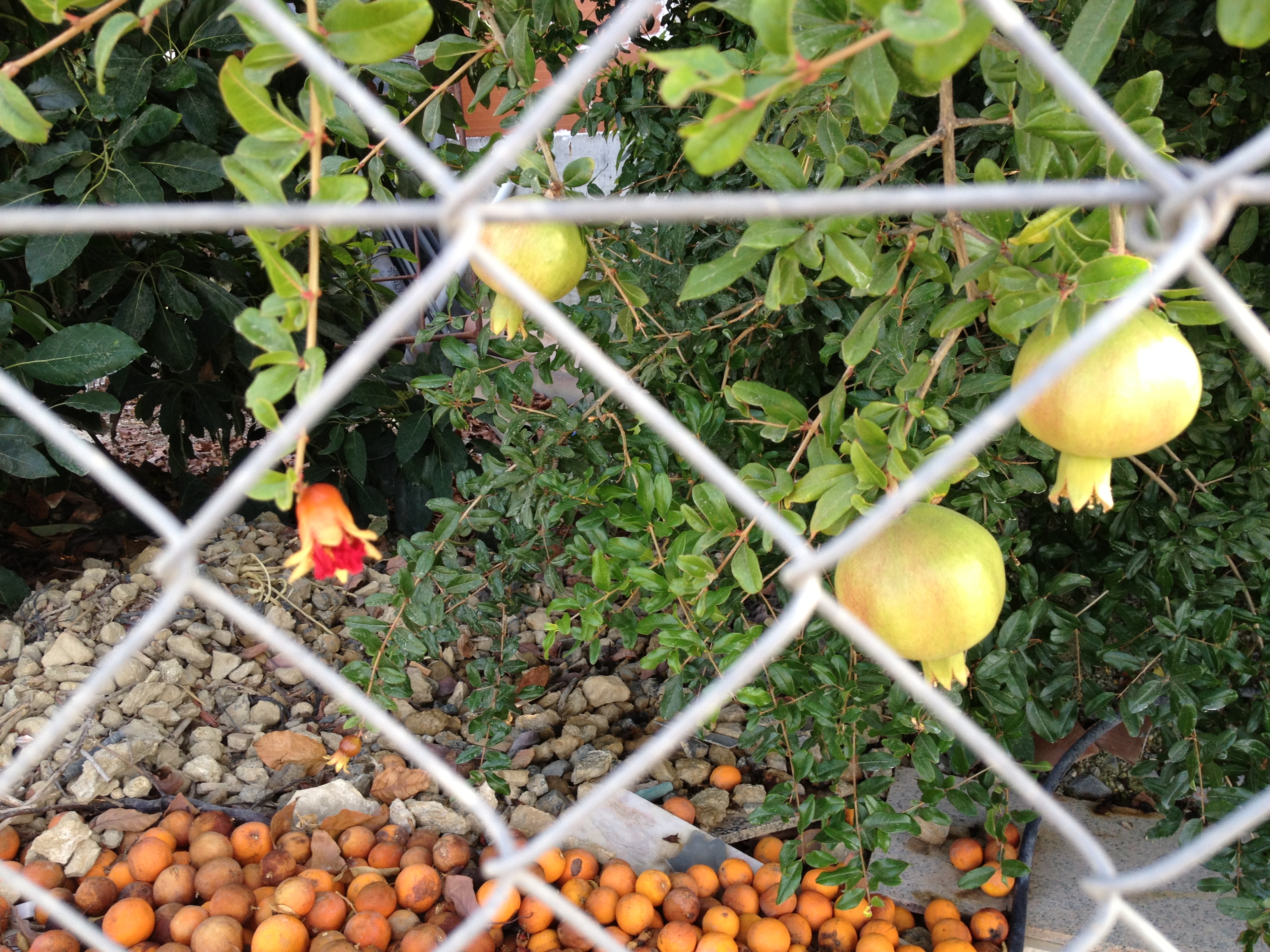 farm orange and granada copy