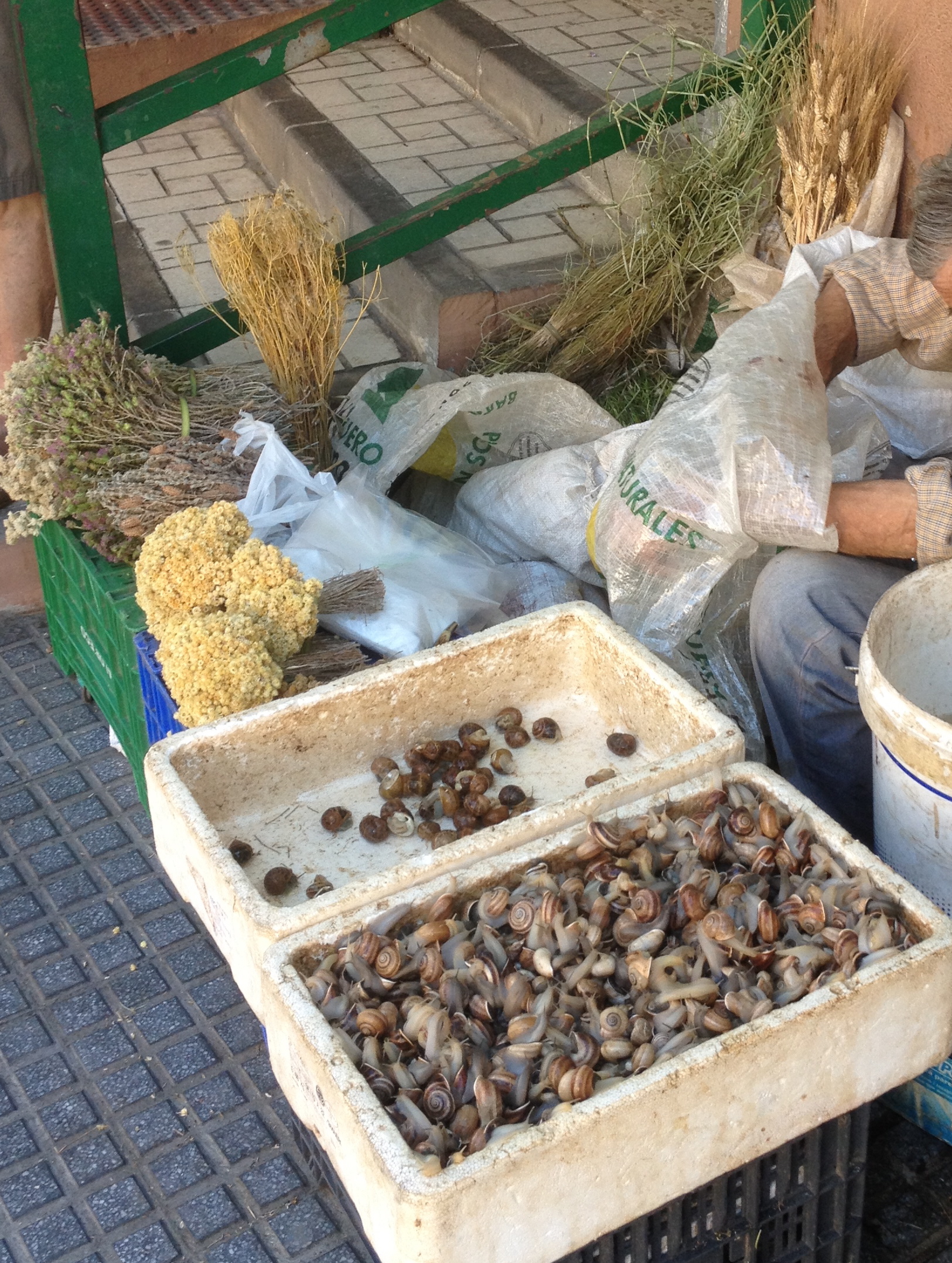 village herbs snails copy