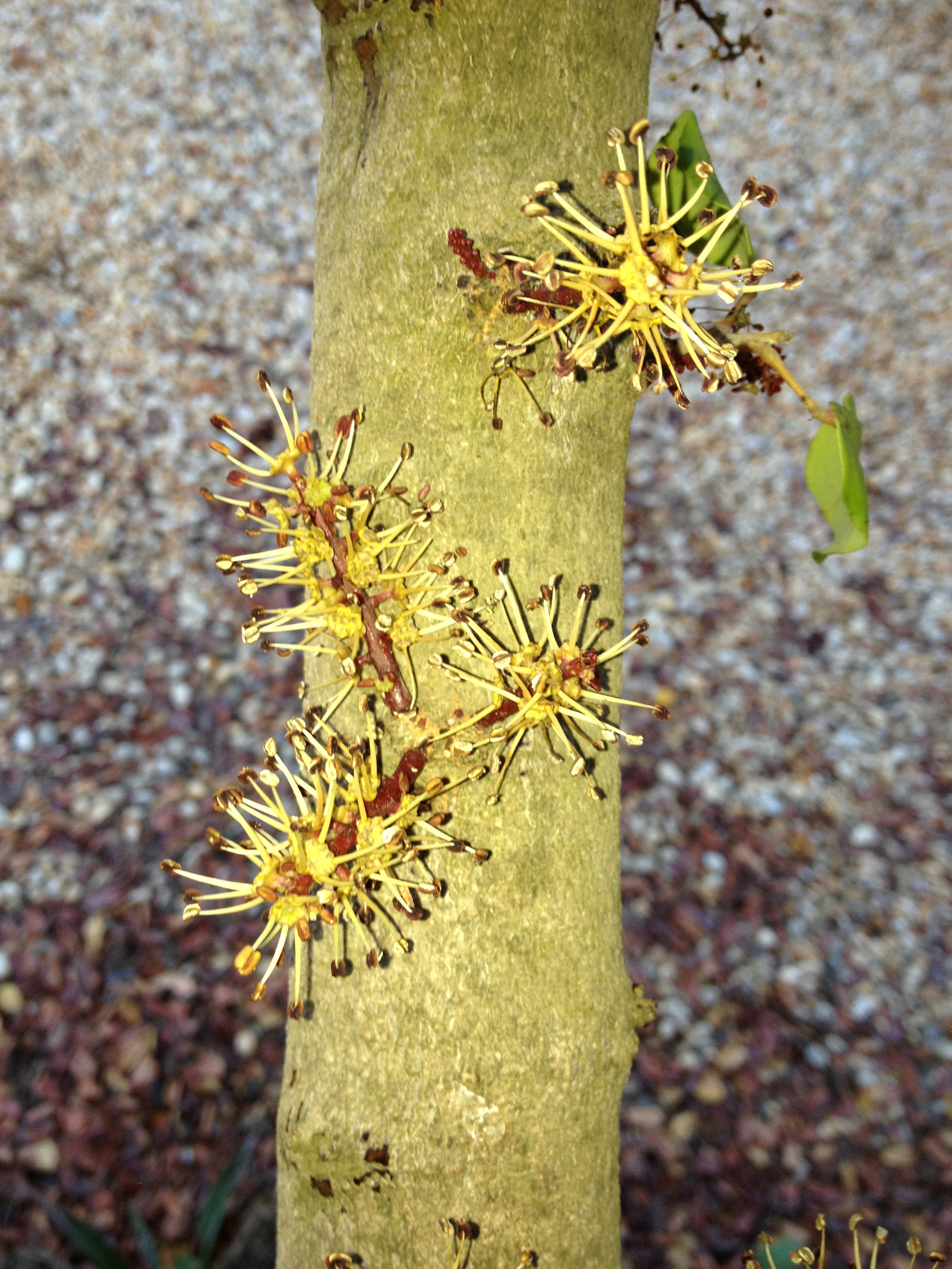 wild ceratonia flowers copy