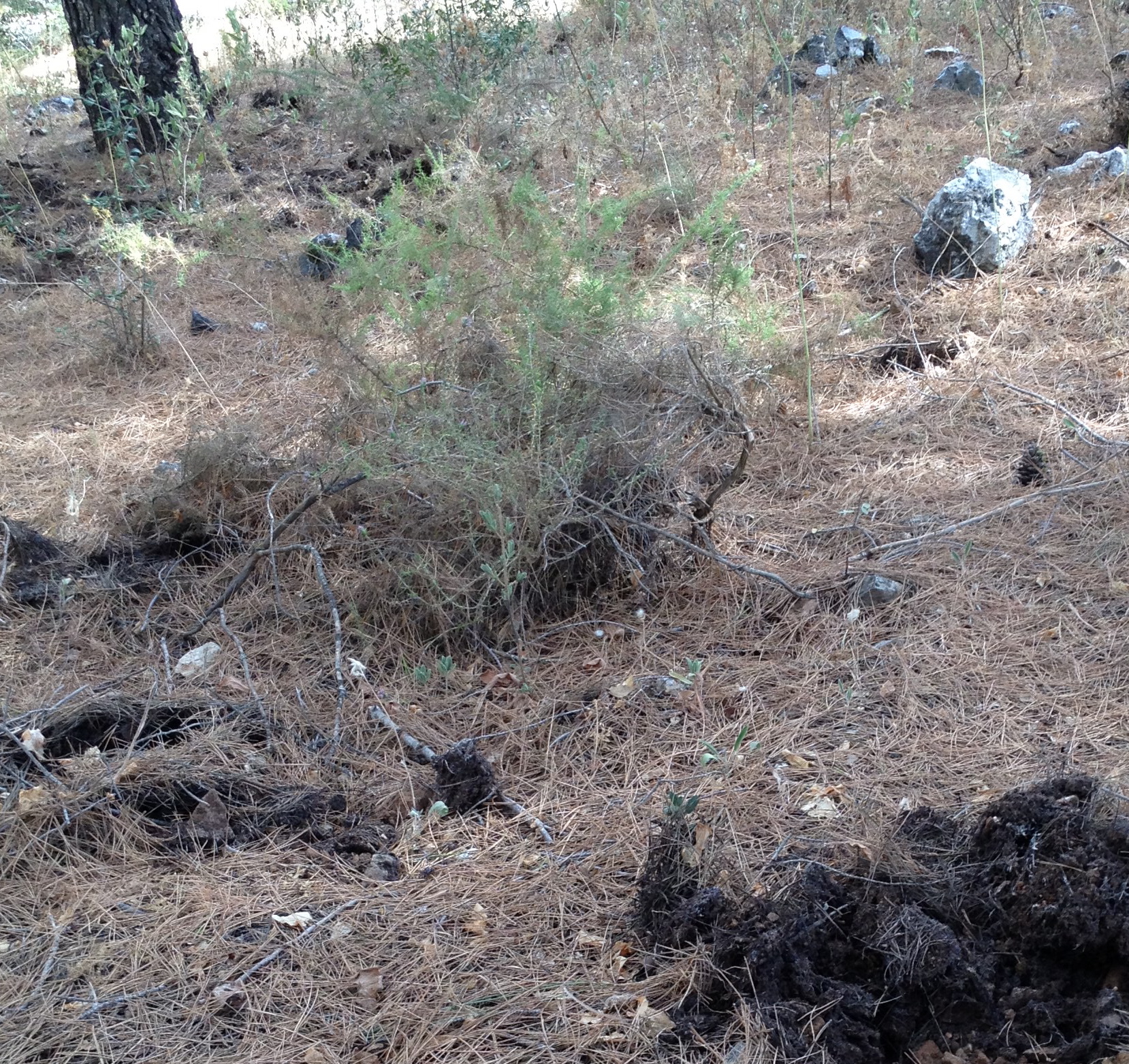 wild pigs scavenge copy