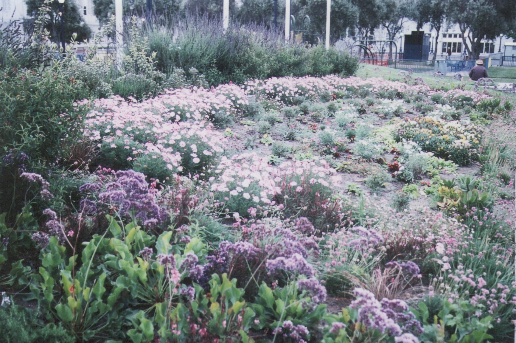 civic perennials planting